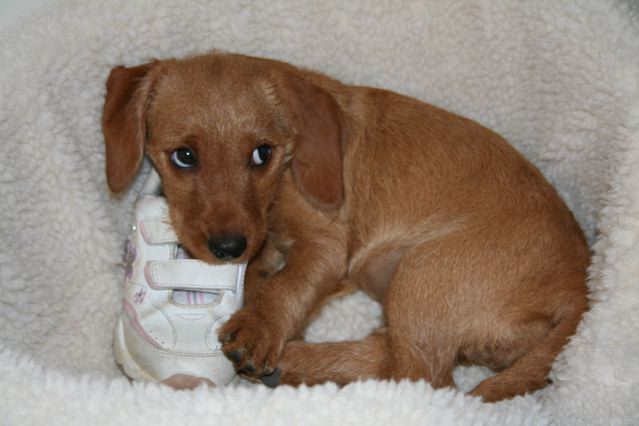 Puppy with sneaker