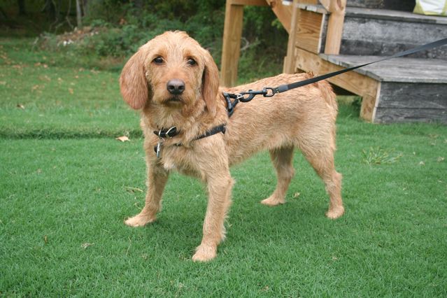 Adorable dog on leash