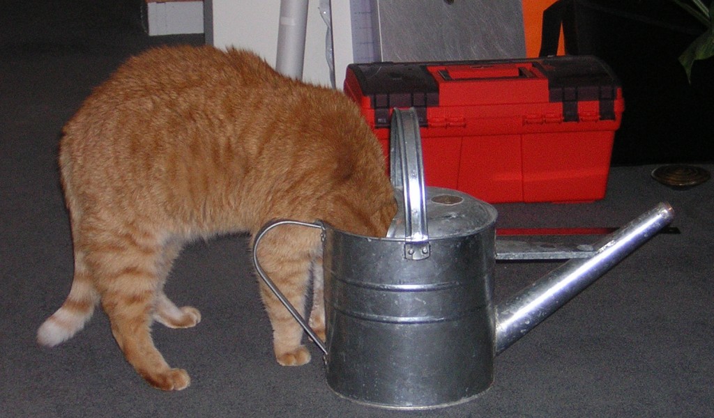 Cat with head in watering can