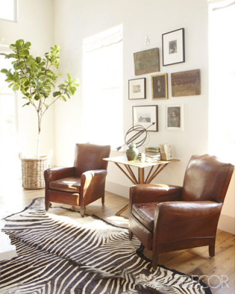 Leather club chairs with table Art wall with leather chairs zebra rug