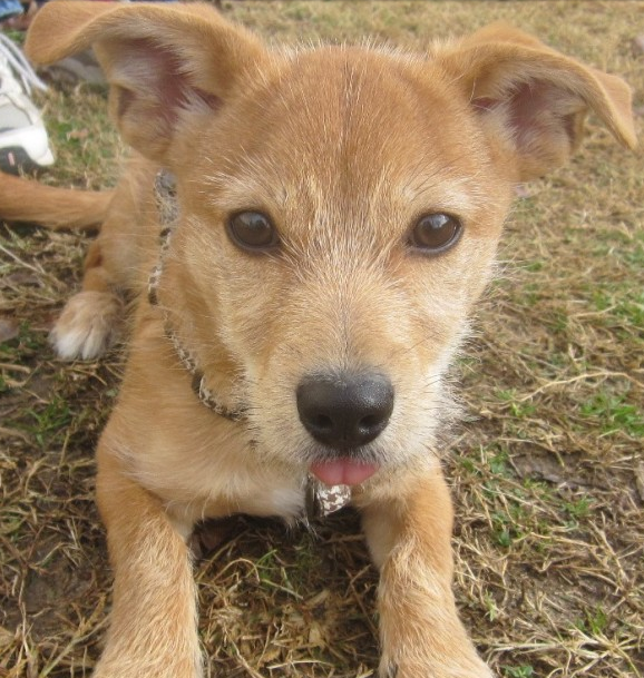 Cute tan terrier puppy
