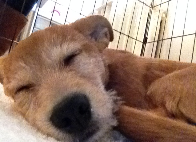 Tan terrier puppy sleeping