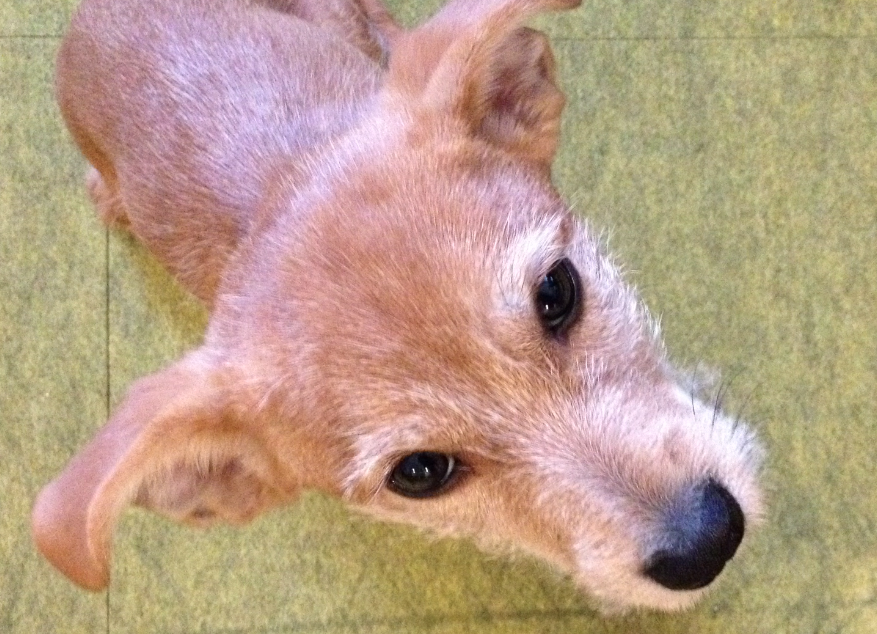 Tan terrier puppy