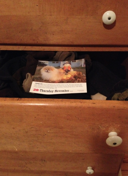 Picture of puppy in dresser