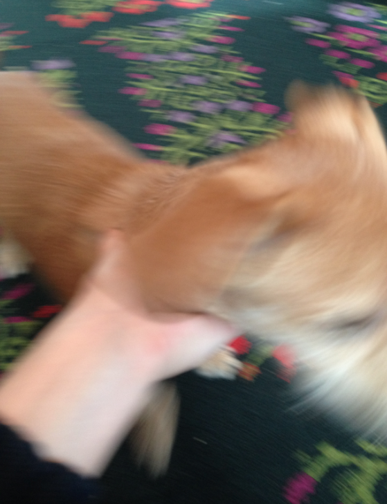 Blurry picture of puppy on the move