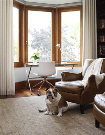 Pet in stylish Living Room