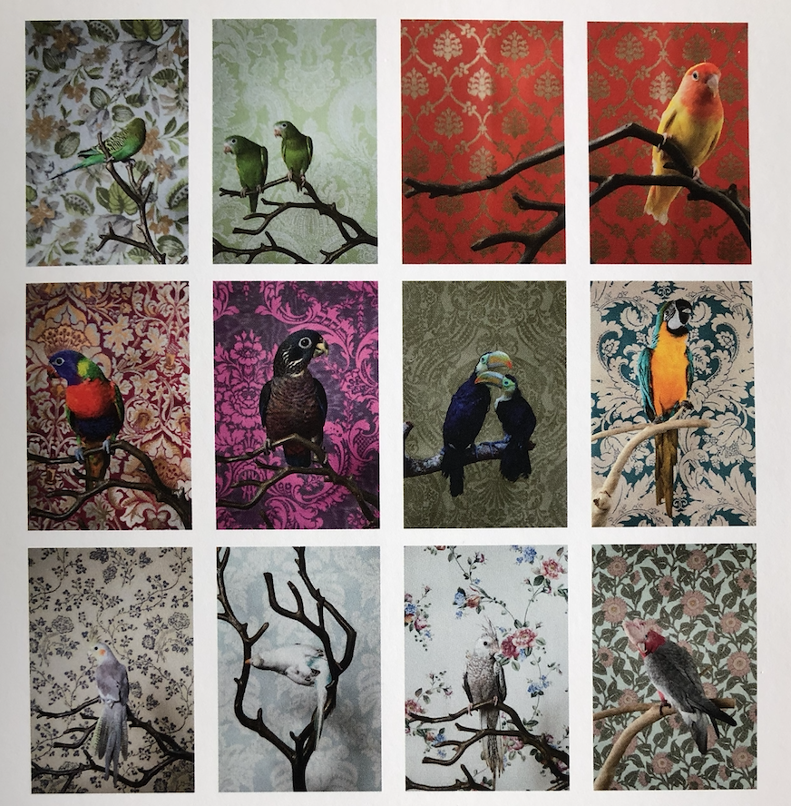 Artist Claire Rosen's Birds of a Feather series