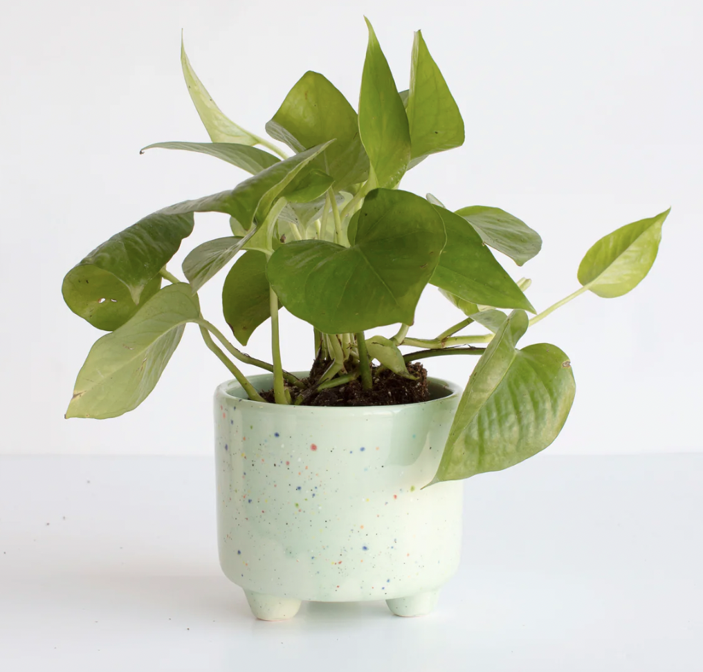 Light green planter