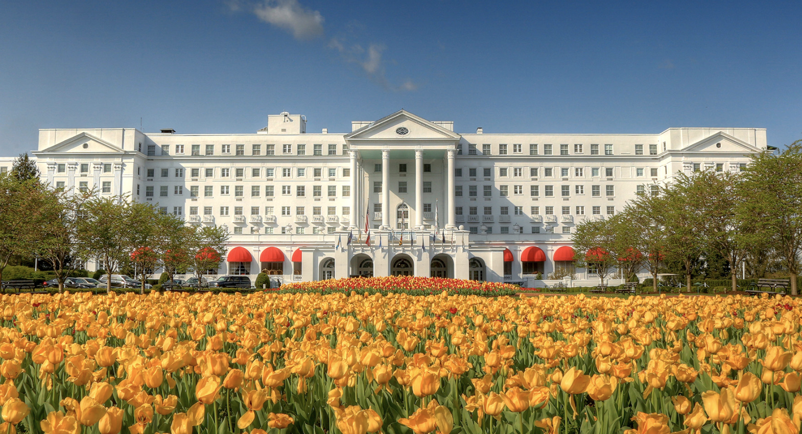 Many yellow tulips in front of large white building