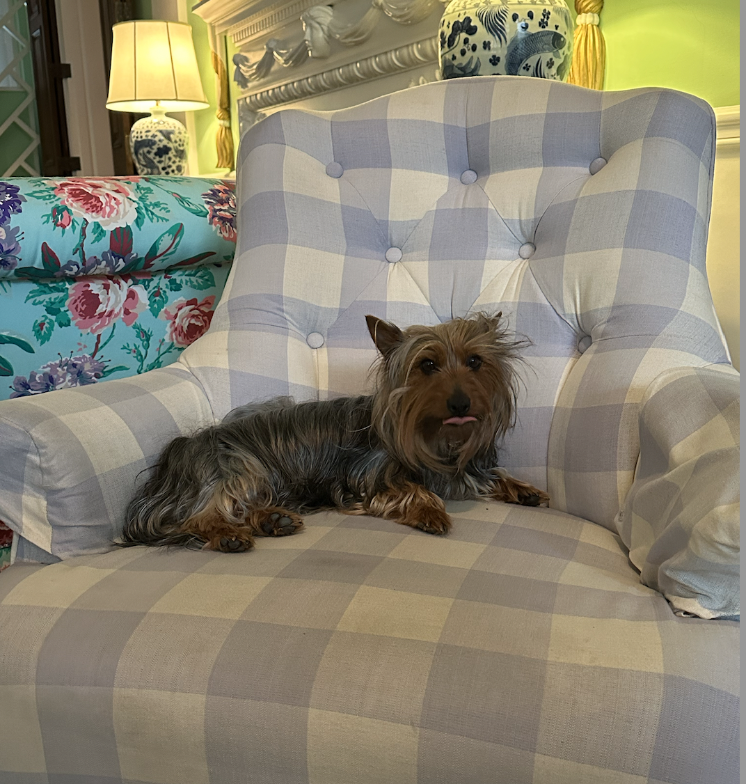 Dog on purple and white plaid chair