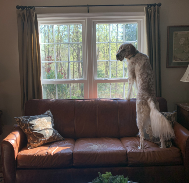 Large dog on a brown leather sofa looking out the window